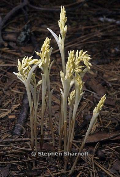 cephalanthera austiniae 2 graphic